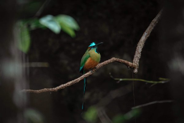 Quali sono i sintomi della leptospirosi nei cani e come prevenirla?
